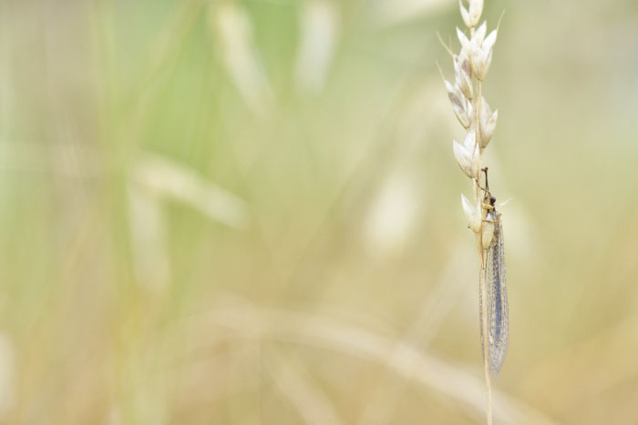 Myrmeleontidae