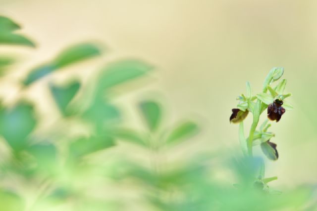 Ophrys sphegodes, Ophrys insectifera, Orchis simia