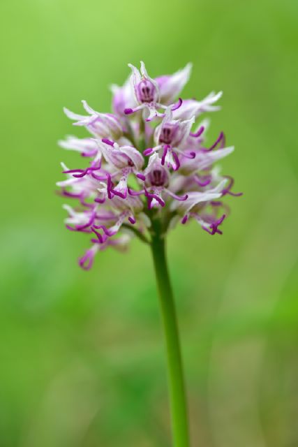 Ophrys sphegodes, Ophrys insectifera, Orchis simia