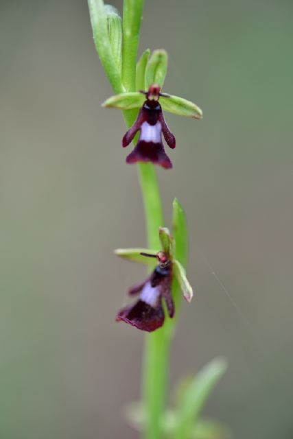 Ophrys sphegodes, Ophrys insectifera, Orchis simia
