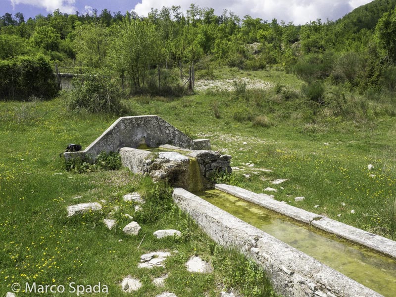 Nuova colonizzazione di Tritoni crestati sui monti Sabini