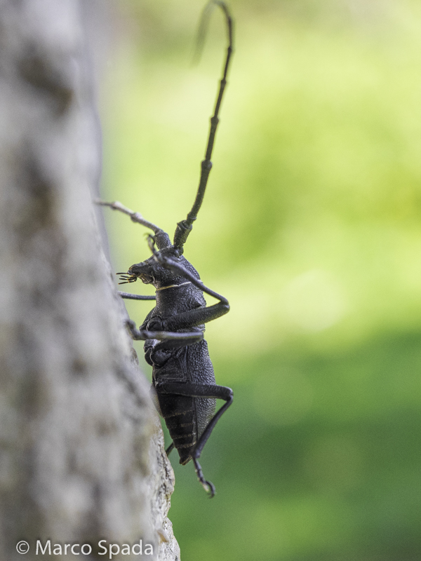 Cerambycidae: Morimus asper, maschio