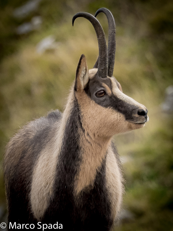 Camoscio d''Abruzzo