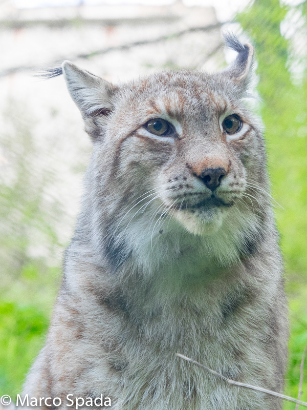 La lince nell'' Appennino centrale