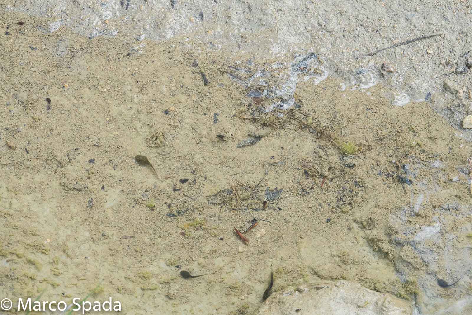 Probabili girini di ululone appenninico?