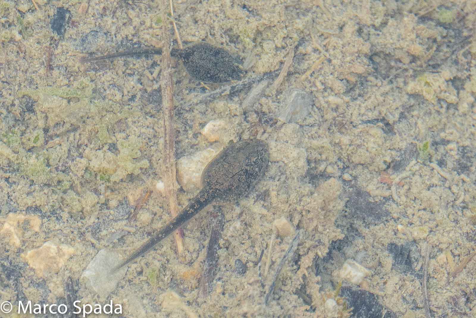 Probabili girini di ululone appenninico?
