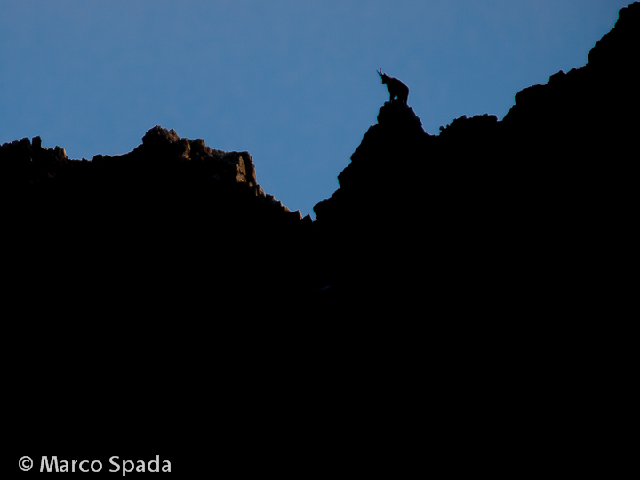 Camoscio d''Abruzzo Rupicapra pyrenaica ornata