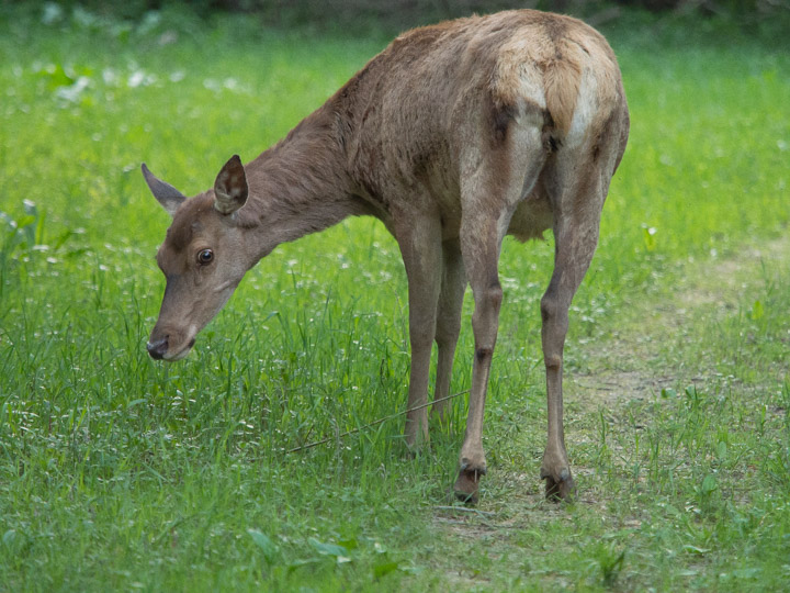 Ancora Cervi del PNALM