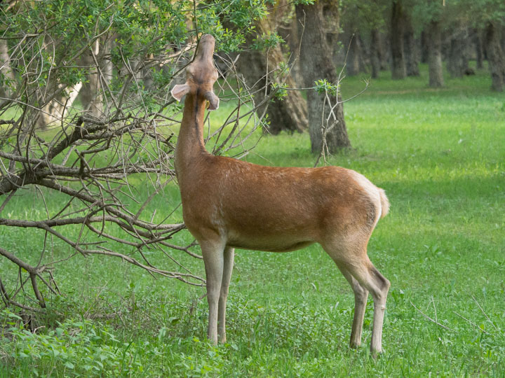 Ancora Cervi del PNALM