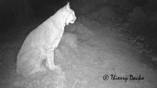 La lince nell'' Appennino centrale