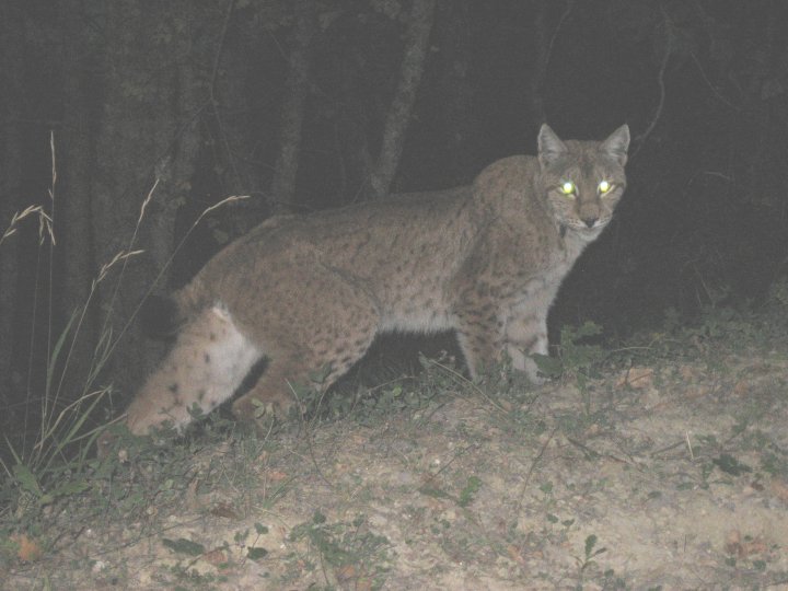 La lince nell'' Appennino centrale