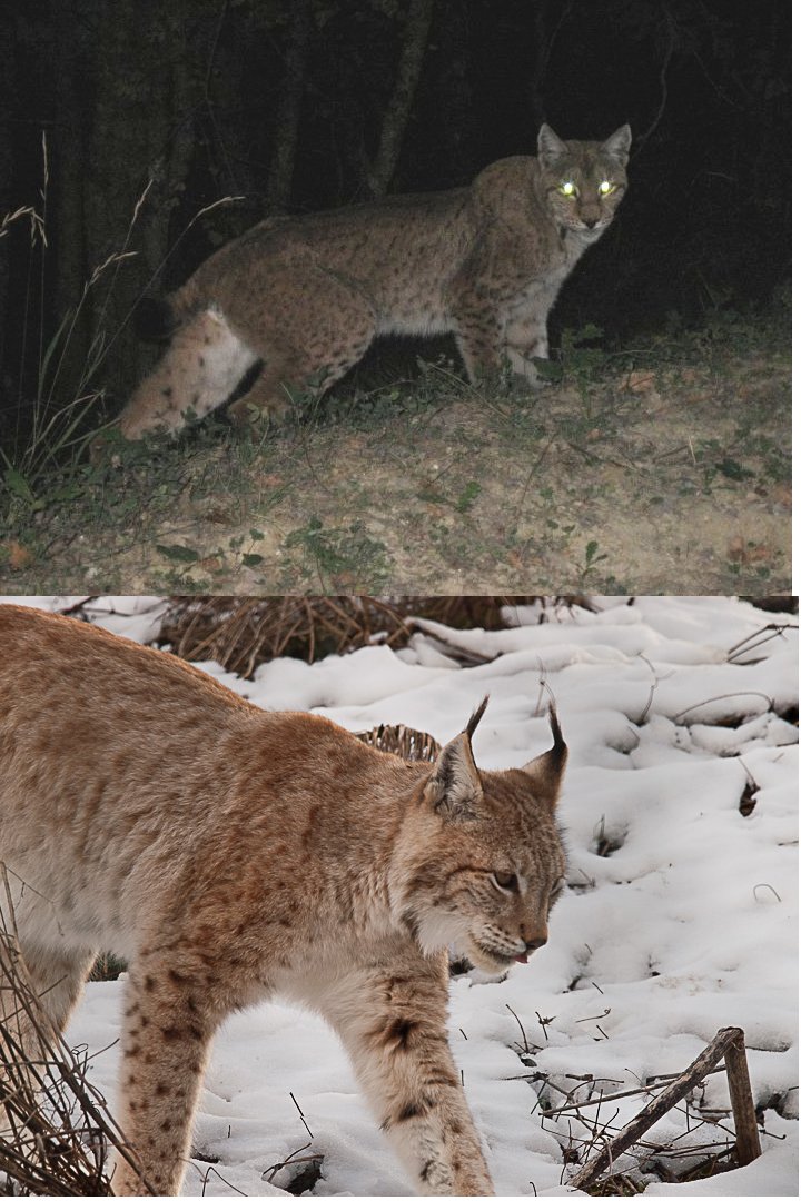 La lince nell'' Appennino centrale