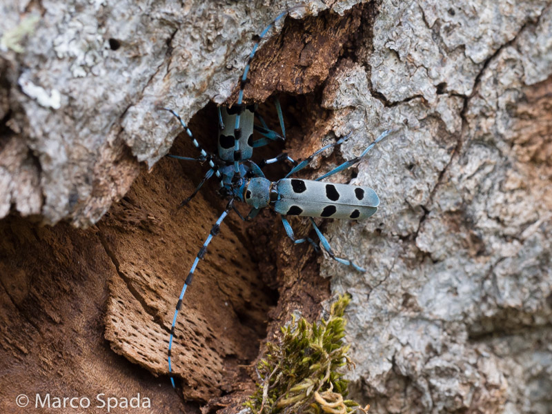 Cerambycidae- Accoppiamento di Rosalia alpina