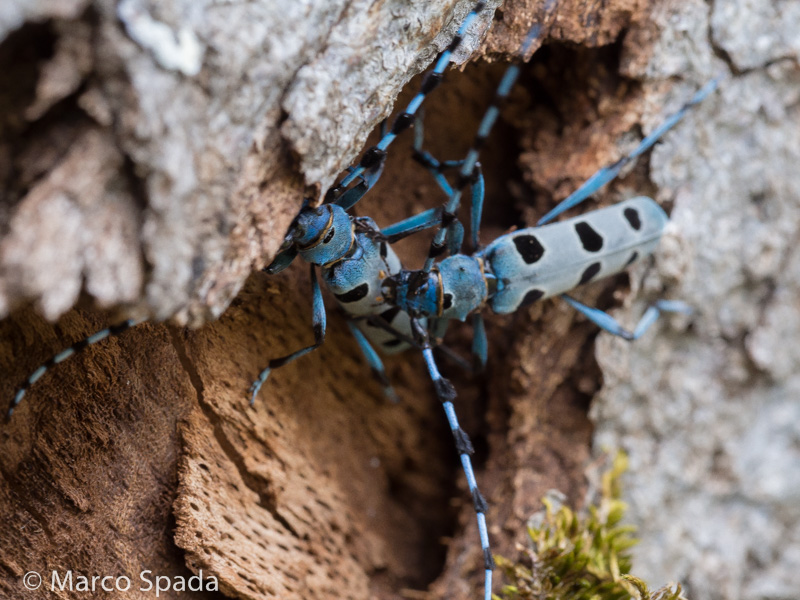 Cerambycidae- Accoppiamento di Rosalia alpina