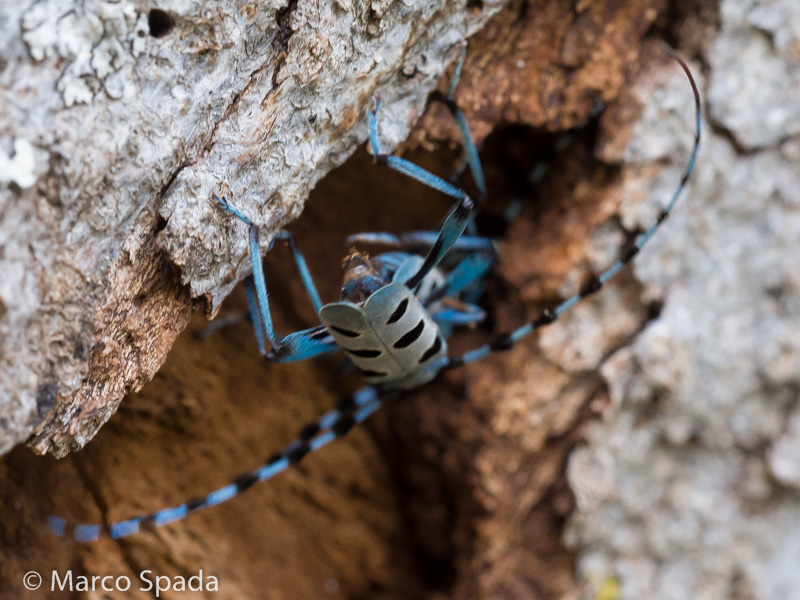 Cerambycidae- Accoppiamento di Rosalia alpina