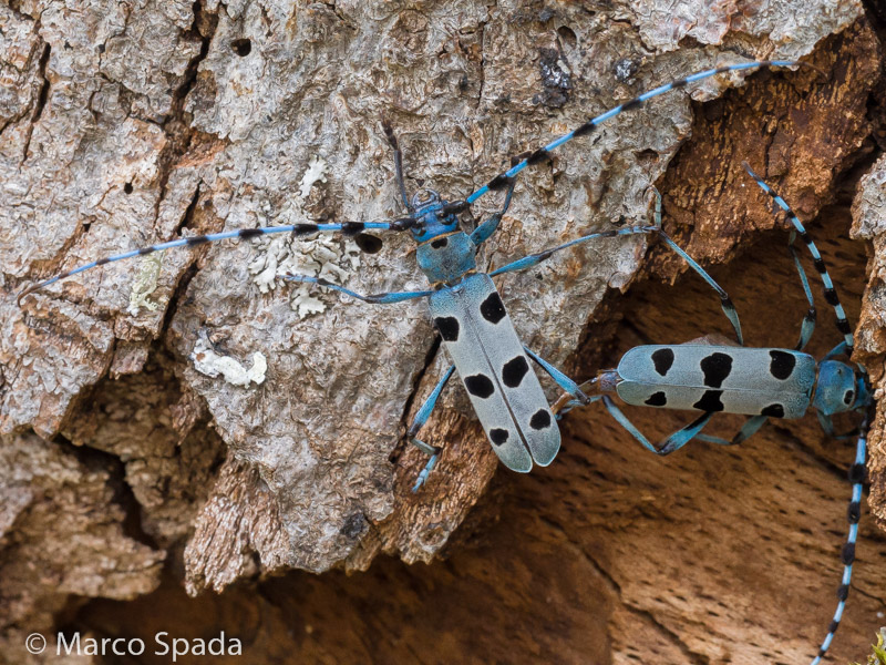 Cerambycidae- Accoppiamento di Rosalia alpina