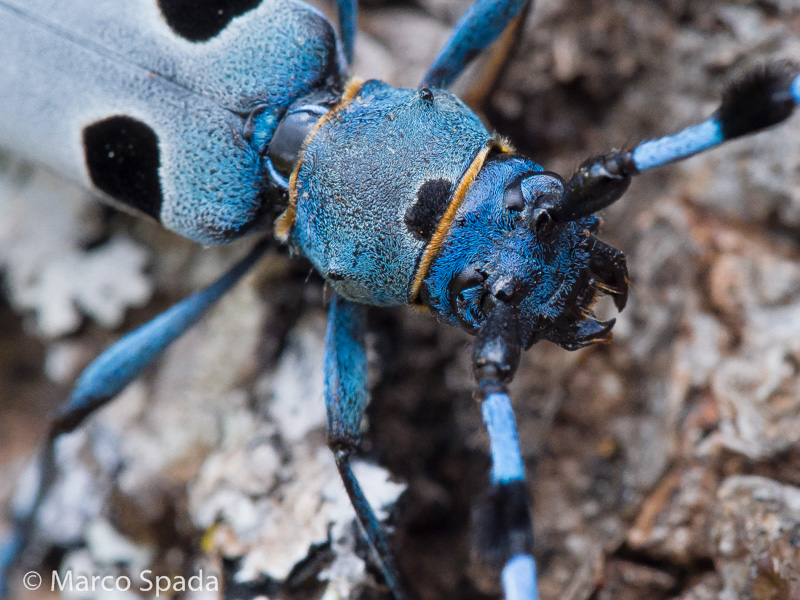 Cerambycidae- Accoppiamento di Rosalia alpina