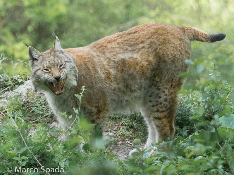 La lince nell'' Appennino centrale