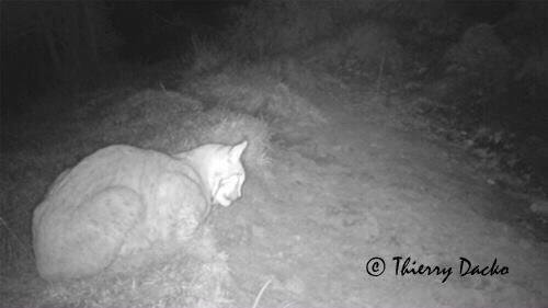 La lince nell'' Appennino centrale