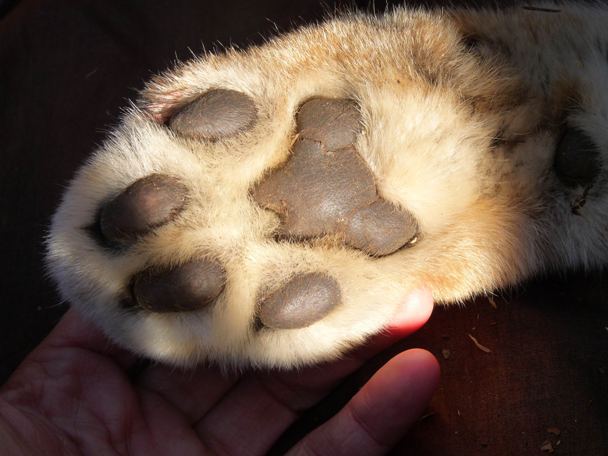 Impronta da identificare