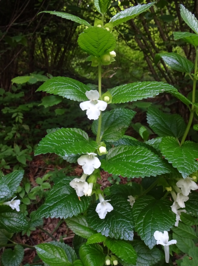 Pianta erbacea dai fiori bianchi:  Melittis melissophyllum (Lamiaceae)