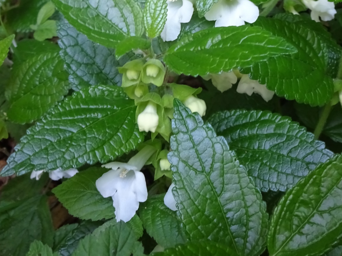 Pianta erbacea dai fiori bianchi:  Melittis melissophyllum (Lamiaceae)