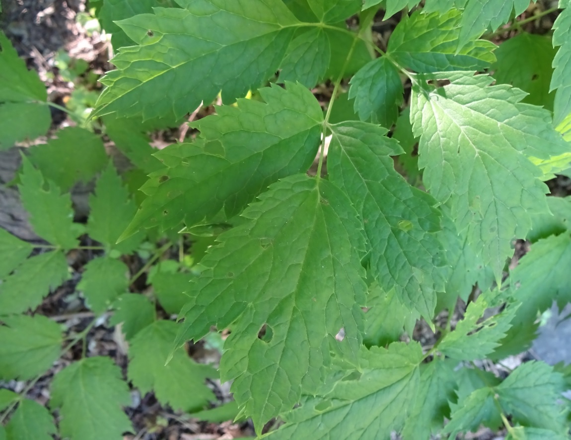 Pianta erbacea dalla bacche nere? Actaea spicata L.(Ranunculaceae)