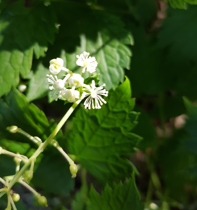 Pianta erbacea dalla bacche nere? Actaea spicata L.(Ranunculaceae)