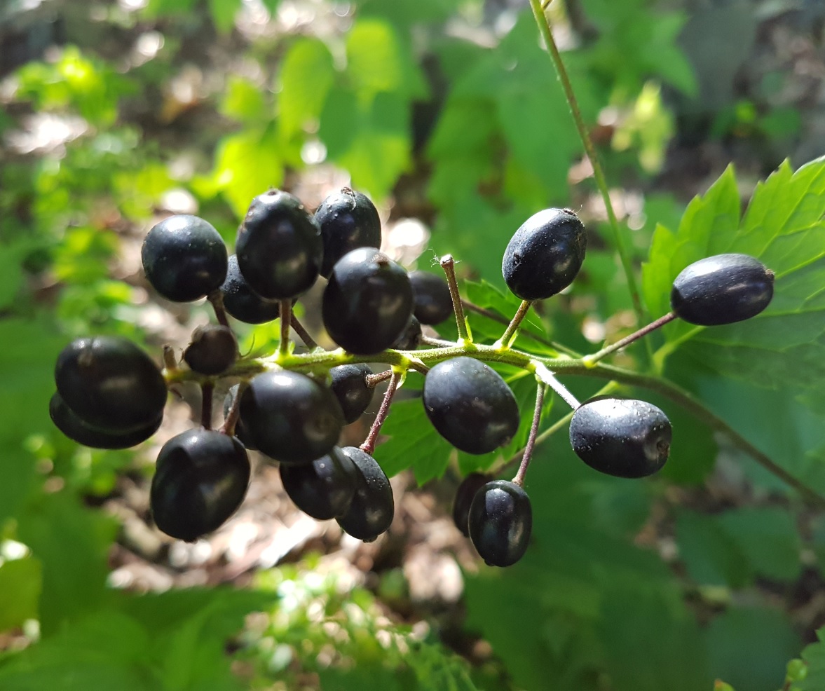 Pianta erbacea dalla bacche nere? Actaea spicata L.(Ranunculaceae)