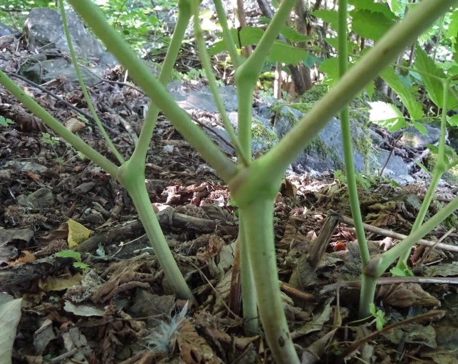 Pianta erbacea dalla bacche nere? Actaea spicata L.(Ranunculaceae)