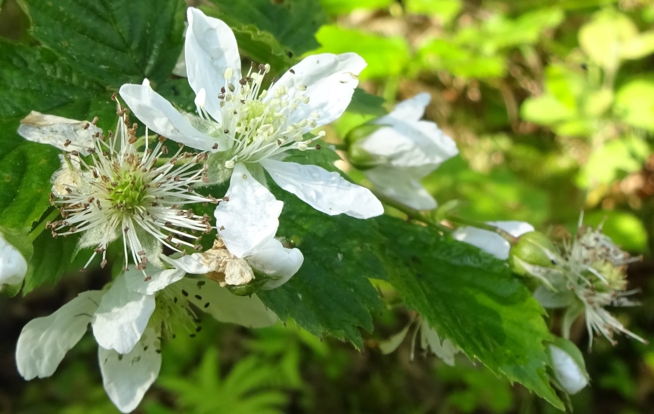 Rubus sp./ Rovo  (Rosaceae)