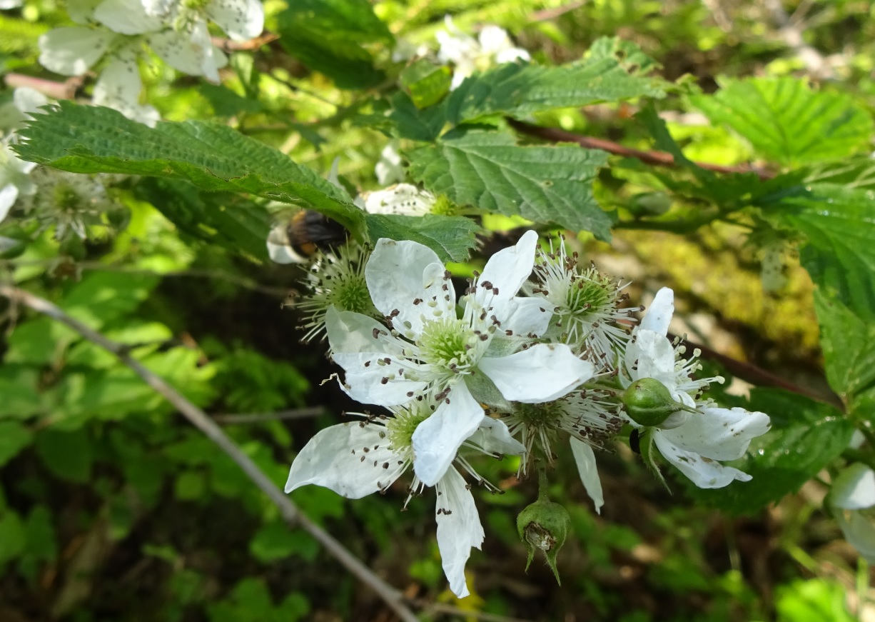 Rubus sp./ Rovo  (Rosaceae)