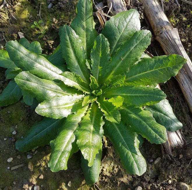 Erbacea da campo di stoppie (?)