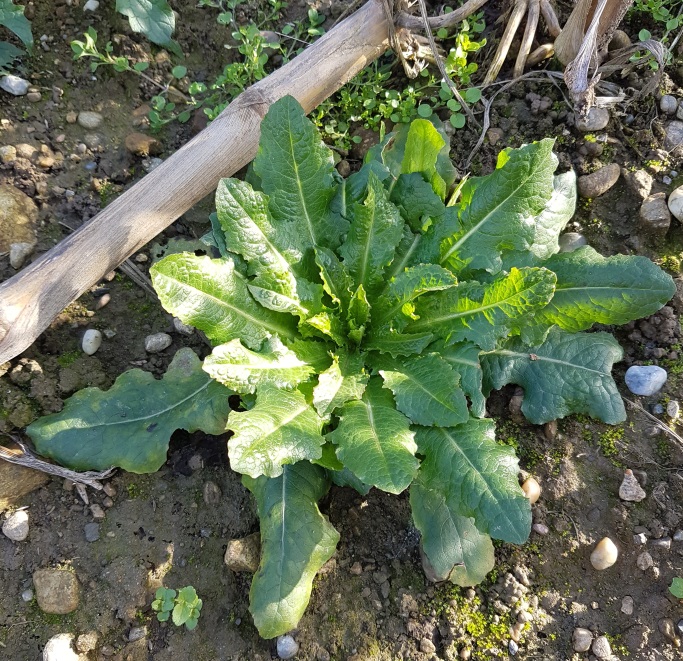 Erbacea da campo di stoppie (?)