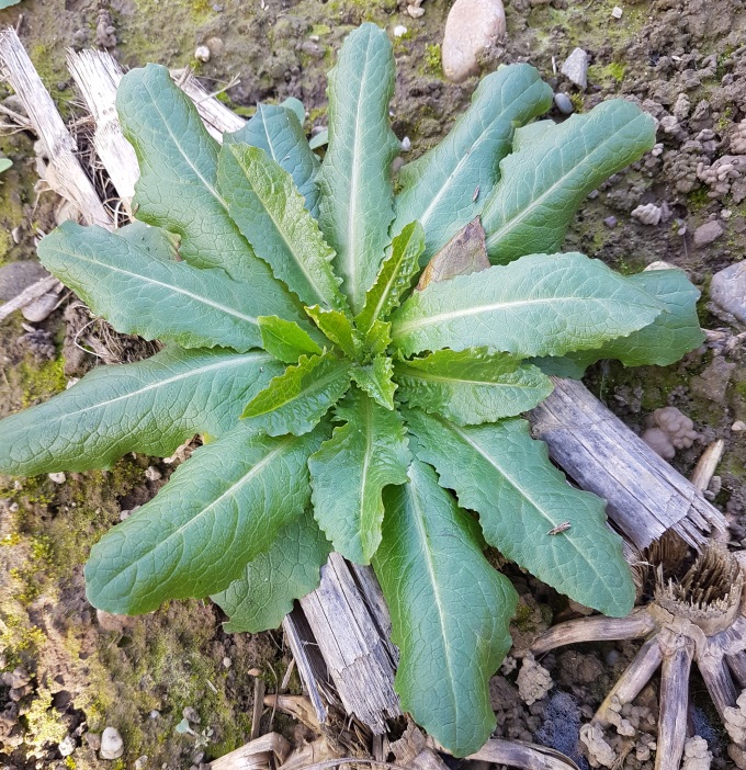 Erbacea da campo di stoppie (?)