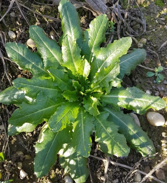 Erbacea da campo di stoppie (?)