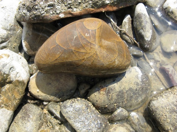 CALCILUTITI