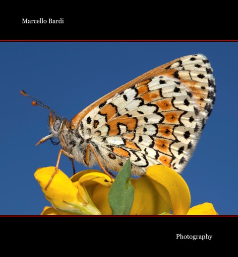 Identificazione farfalla