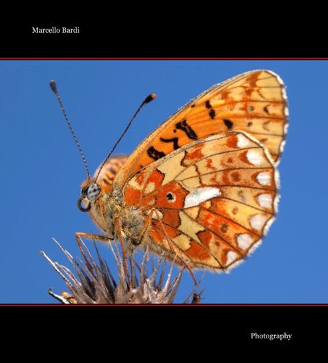 Identificazione farfalla