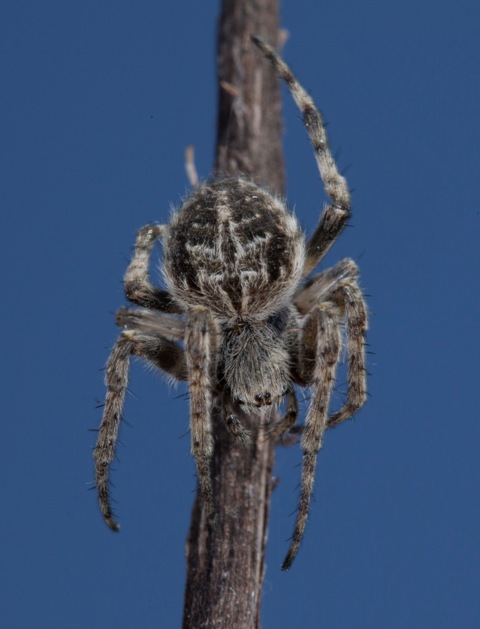 Agalenatea redii - Sansepolcro (AR)