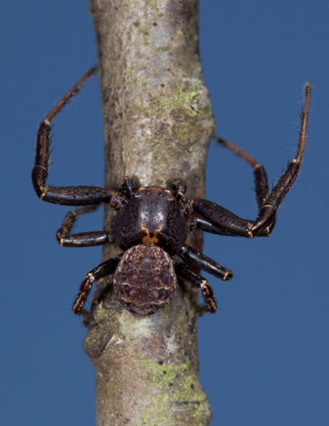 Xysticus sp. - Sansepolcro (AR)