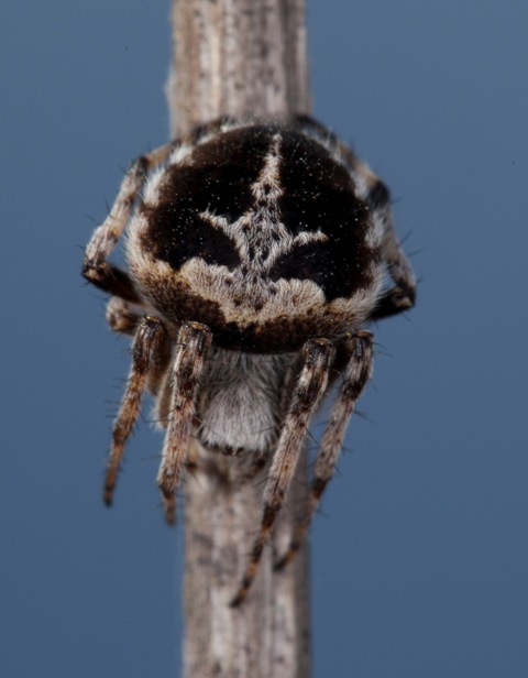 Agalenatea redii - Sansepolcro (AR)