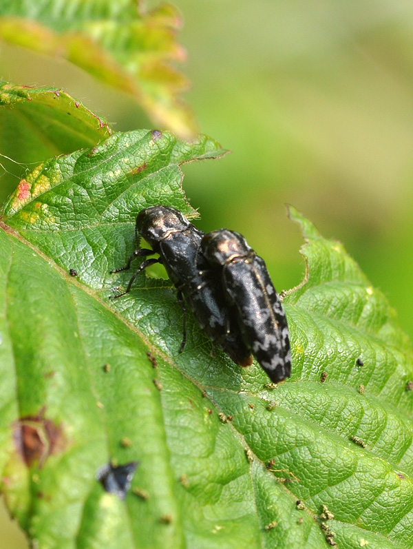 Coleotteri da determinare: Coraebus rubi