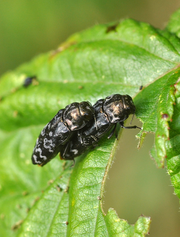 Coleotteri da determinare: Coraebus rubi