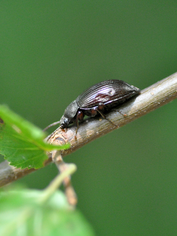 Stenomax aeneus?