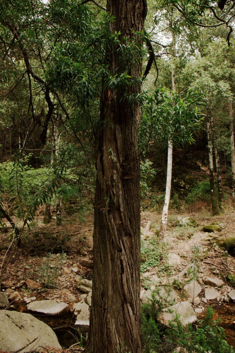 Acacia melanoxylon / Acacia nera