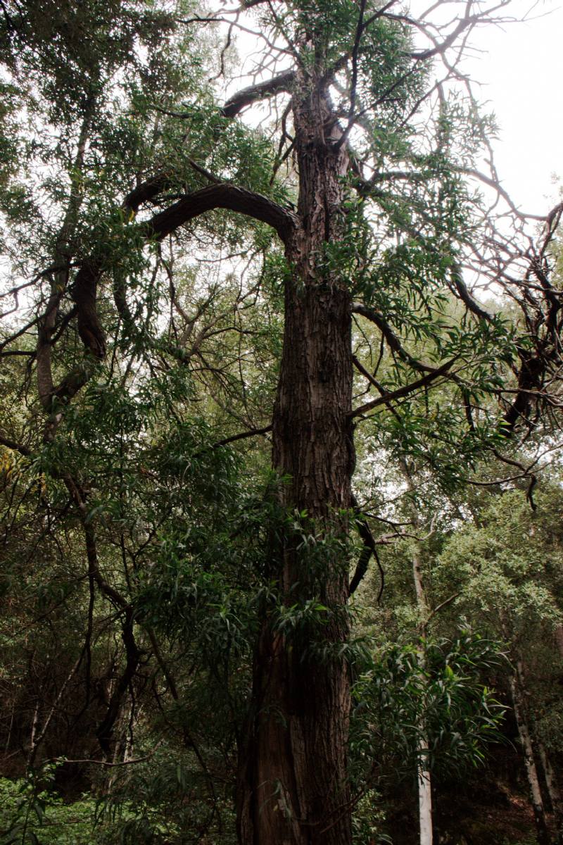 Acacia melanoxylon / Acacia nera