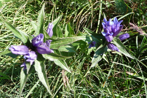 Gentiana asclepiadea