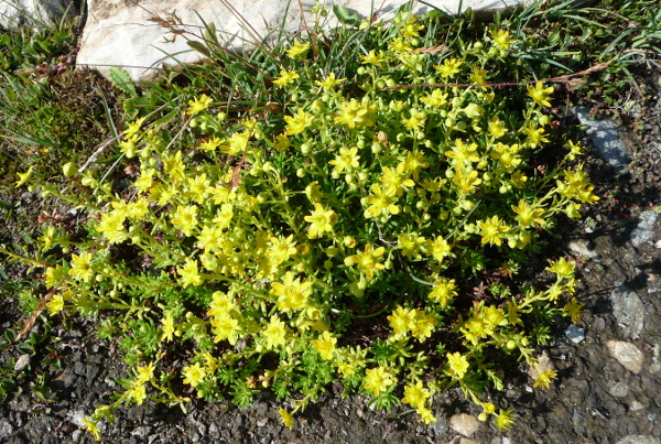 Saxifraga aizoides