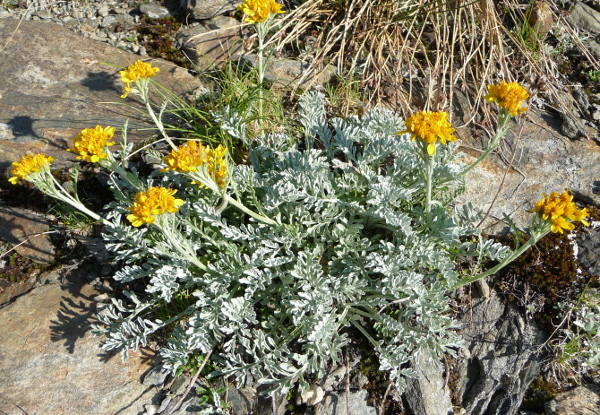 Jacobaea incana / Senecio canuto